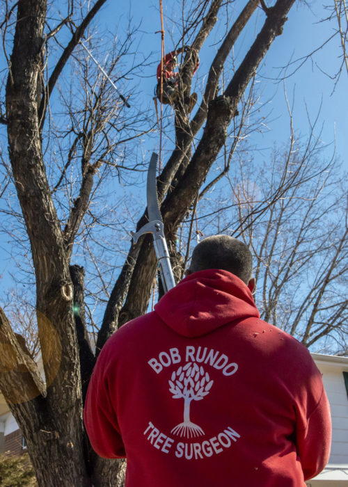 Bob Rundo Tree Surgeon Colorado Springs