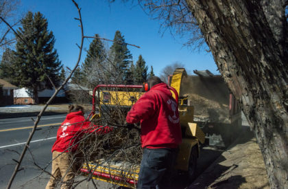 Tree Cleanup Services Colorado Springs