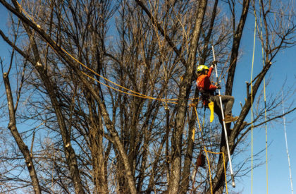 Tree Removal Colorado Springs