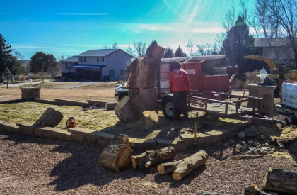 Tree Removal Falcon