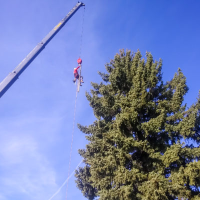 Tree Trimming Colorado Springs