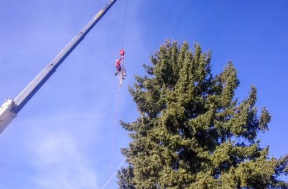 Tree Trimming Colorado Springs